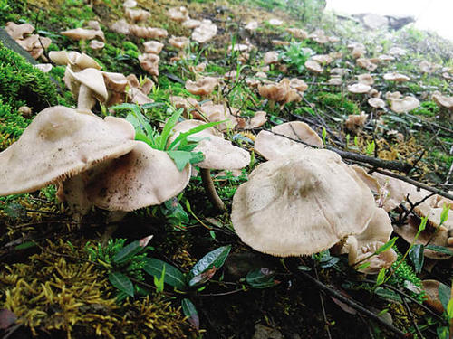 有毒无毒？全球野生食用蘑菇科学清单发布