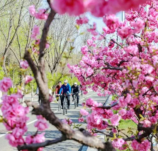 呼和浩特赏花旅游季等你来打卡！