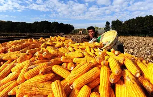 呼和浩特多措并举保秋收 粮食生产有望实现十九连丰